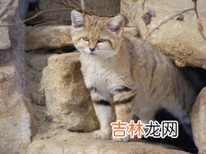 猫是沙漠动物吗,猫咪每天补充的水分必须是多少呢?猫咪缺水会有什么表现?