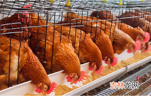 山西人说板鸡是什么,透板鸡是什么意思