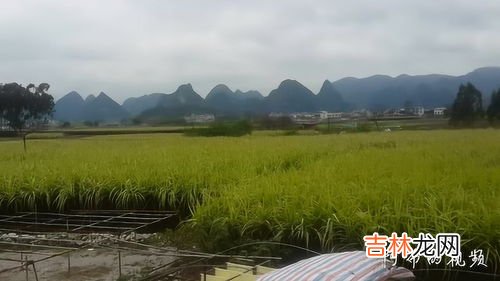 甘蔗之乡是哪里,在穷国众多的加勒比海地区,巴巴多斯是如何成为富国的?