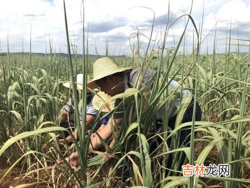 甘蔗之乡是哪里,在穷国众多的加勒比海地区,巴巴多斯是如何成为富国的?