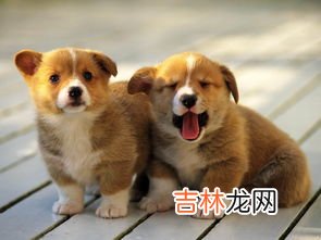 狗狗为什么舔人,小狗为什么喜欢舔主人