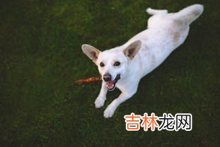 狗狗为什么舔人,小狗为什么喜欢舔主人