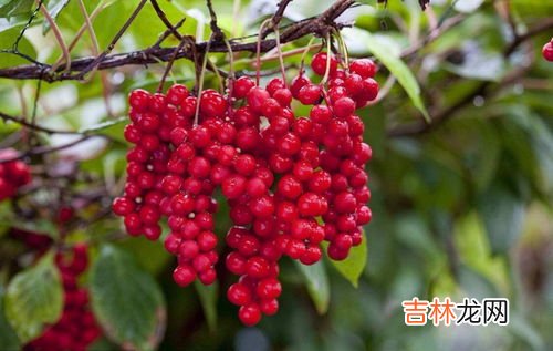 硒麦芽五味子片价格,五味子哪种功效好