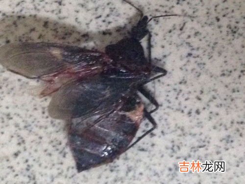 打死飞蛾留下的粉是什么,飞蛾有毒吗？它翅膀上的粉是什么？