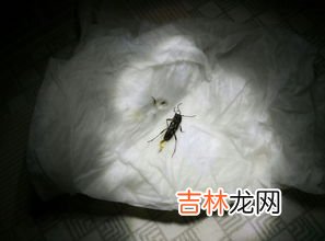 打死飞蛾留下的粉是什么,飞蛾有毒吗？它翅膀上的粉是什么？