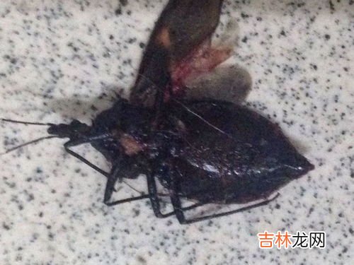 打死飞蛾留下的粉是什么,飞蛾有毒吗？它翅膀上的粉是什么？