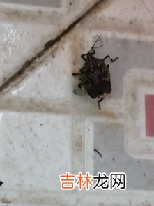 打死飞蛾留下的粉是什么,飞蛾有毒吗？它翅膀上的粉是什么？