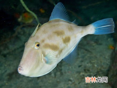 耗儿鱼为什么没有头,你见过耗儿鱼的头吗？