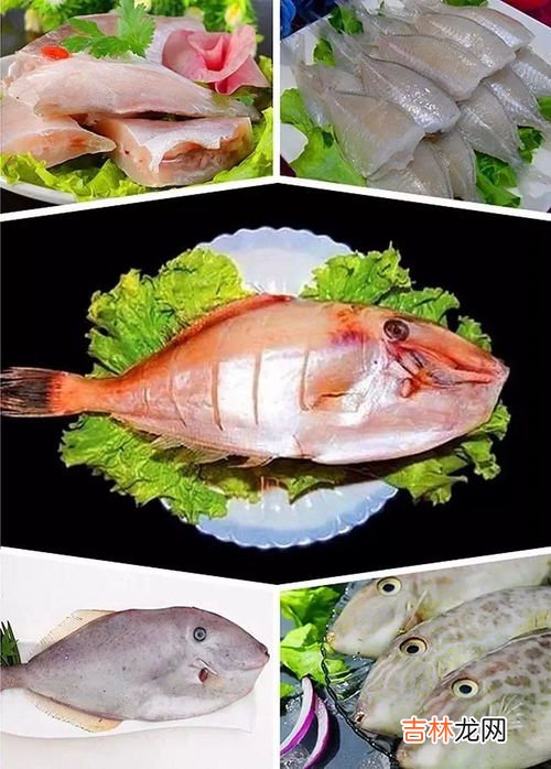 耗儿鱼为什么没有头,你见过耗儿鱼的头吗？