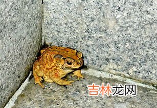 金蟾的寓意,金蟾的寓意是什么