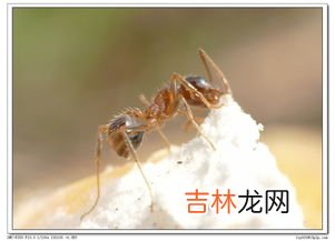 小黄蚂蚁怎么来的,家里有小黄蚂蚁是怎么引起的