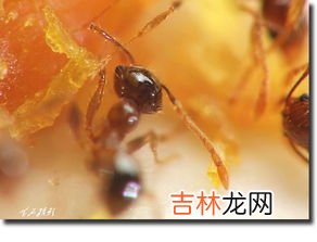 小黄蚂蚁怎么来的,家里有小黄蚂蚁是怎么引起的