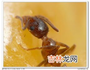 小黄蚂蚁怎么来的,家里有小黄蚂蚁是怎么引起的