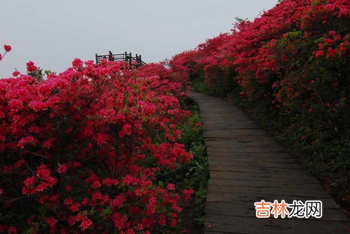 杜鹃花什么时候开,杜鹃花一般几月份开花