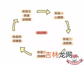 划分睡眠不同阶段的主要依据是,睡眠分为哪五个阶段？