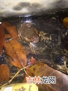 水管鸣叫解决方法没开水龙头 水管发出鸣叫声是什么情况,水管鸣叫怎么解决