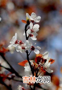 三月开什么花,三月开什么花