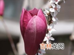 三月开什么花,三月开什么花