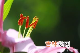 香水百合花语,香水百合的花语