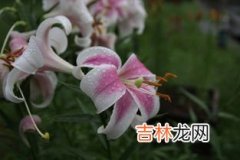 香水百合花语,香水百合的花语