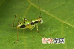 螽斯是什么虫子,螽斯是什么虫子