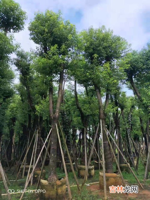 香樟树的作用,香樟树的作用有哪些