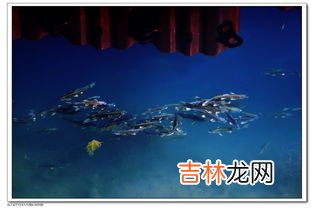 青海湖鱼叫什么,青海湖有哪些鱼类