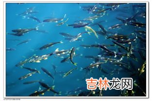 青海湖鱼叫什么,青海湖有哪些鱼类