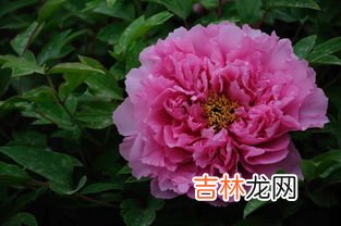 牡丹花什么时候开,牡丹花什么时候开花