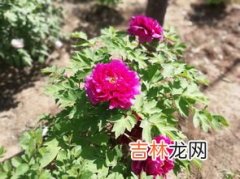 牡丹花什么时候开,牡丹花什么时候开花