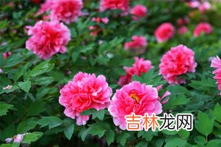 牡丹花什么时候开,牡丹花什么时候开花