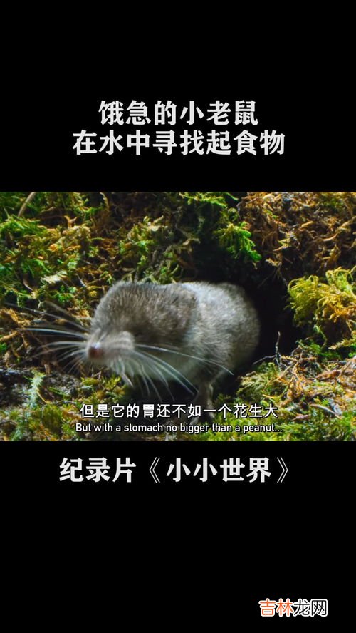 老鼠会不会游泳,老鼠到底会不会游泳?