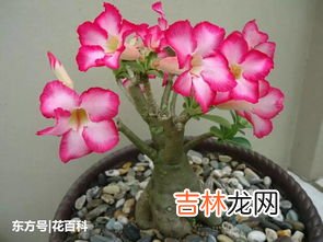 沙漠玫瑰为什么不开花,沙漠玫瑰为什么不开花？