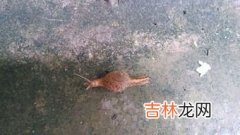 蜗牛平时藏在哪里,蜗牛平常不下雨的时候在哪？