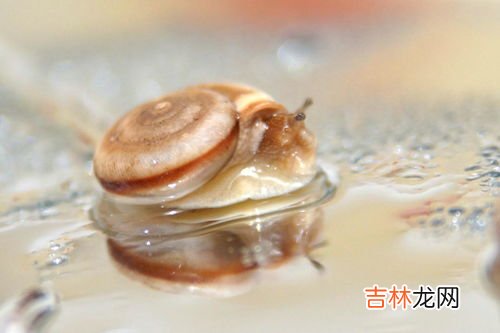 蜗牛平时藏在哪里,蜗牛平常不下雨的时候在哪？