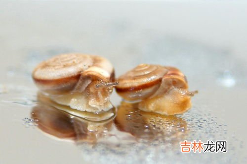 蜗牛平时藏在哪里,蜗牛平常不下雨的时候在哪？