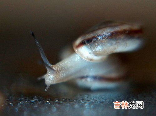 蜗牛平时藏在哪里,蜗牛平常不下雨的时候在哪？