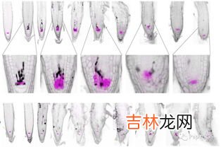 dna损伤的后果,美国玛氏彩虹糖被指控可对大脑等器官造成损伤，DNA改变会有哪些后果？