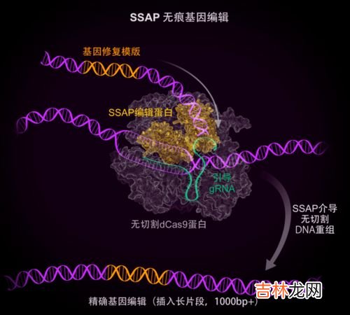 dna损伤的后果,美国玛氏彩虹糖被指控可对大脑等器官造成损伤，DNA改变会有哪些后果？