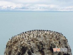 青海湖的鱼为什么不让捕捞,青海湖水中含氧量极少，浮游生物极少，为什么水中又有大量的鱼