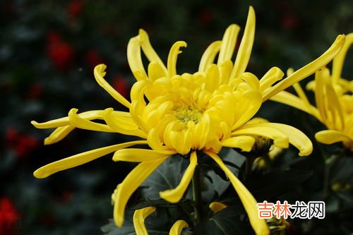 重阳节和菊花有什么关系,菊花与什么节日有关