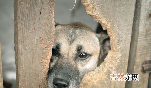 流浪狗为什么会跟着人怎么赶不走 流浪狗为什么会跟着人,流浪狗为什么会跟着人