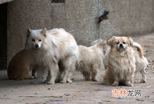 流浪狗为什么会跟着人怎么赶不走 流浪狗为什么会跟着人,流浪狗为什么会跟着人