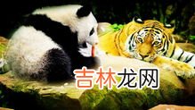 熊猫为什么吃铁,大熊猫为什么叫食铁兽？