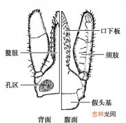 蜱虫有多大,蜱虫和跳蚤有什么区别