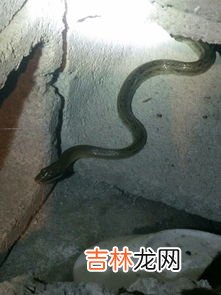 蟒蛇为什么要渡劫,蛇活久了为什么雷会劈 关于蛇渡劫有哪些传说