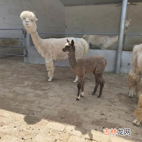 Alpaca llama是羊驼吗,羊驼与骆马（Llama）的区别