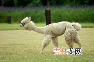 Alpaca llama是羊驼吗,羊驼与骆马（Llama）的区别