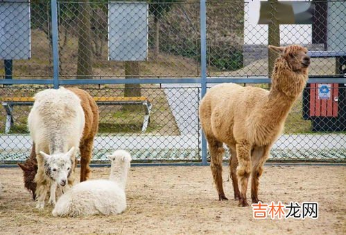 Alpaca llama是羊驼吗,羊驼与骆马（Llama）的区别