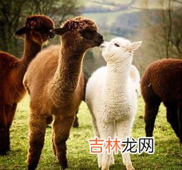 Alpaca llama是羊驼吗,羊驼与骆马（Llama）的区别